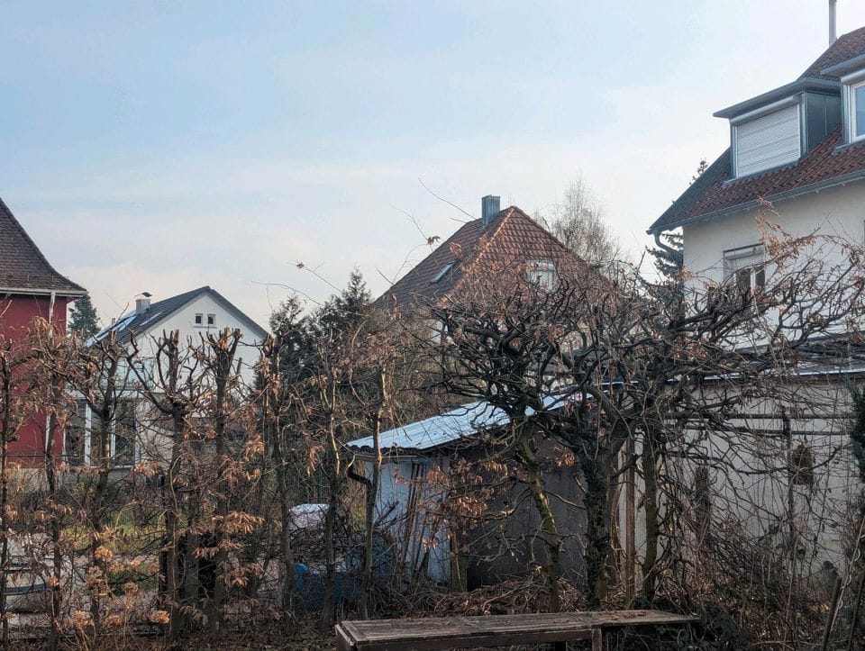 Dieselbe Baumreihe nach dem Rückschnitt