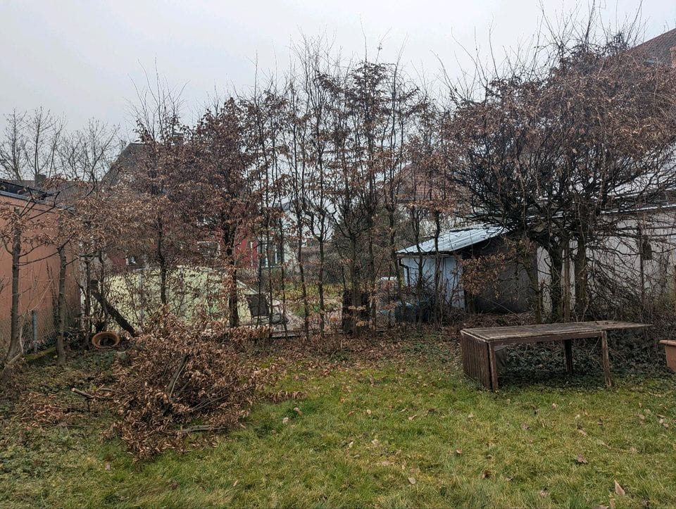 Baumreihe im Garten vor dem Rückschnitt