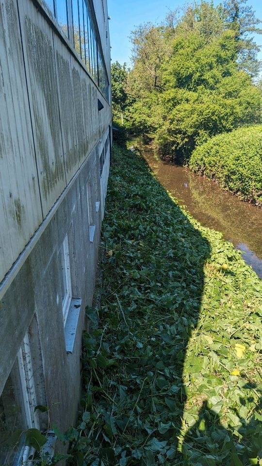 Dieselbe Hauswand nach dem Rückschnitt