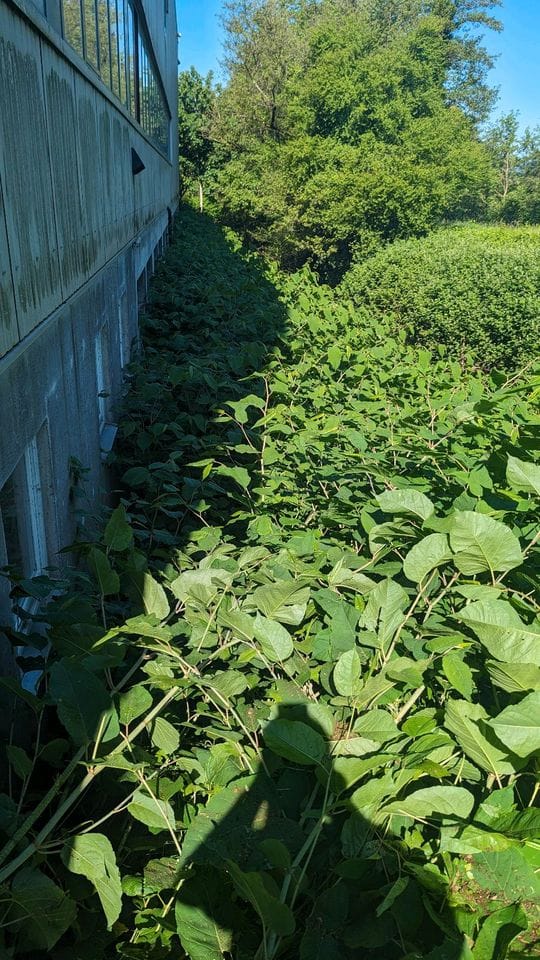 Wuchernder Knöterich an einer Hauswand vor dem Einsatz