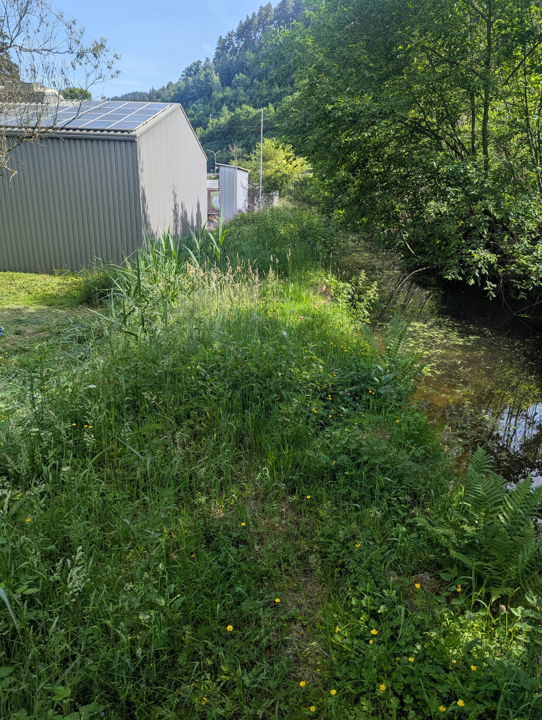 Zugewachsene Bachböschung neben einer Halle vor dem Mähen