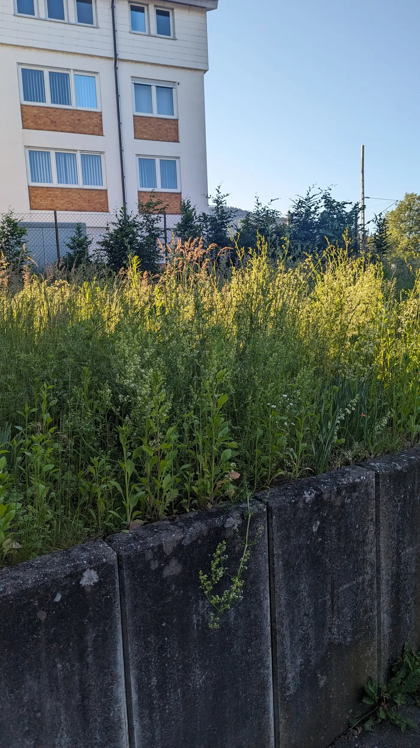 Verwildertes Grundstück hinter einer Mauer vor dem Einsatz